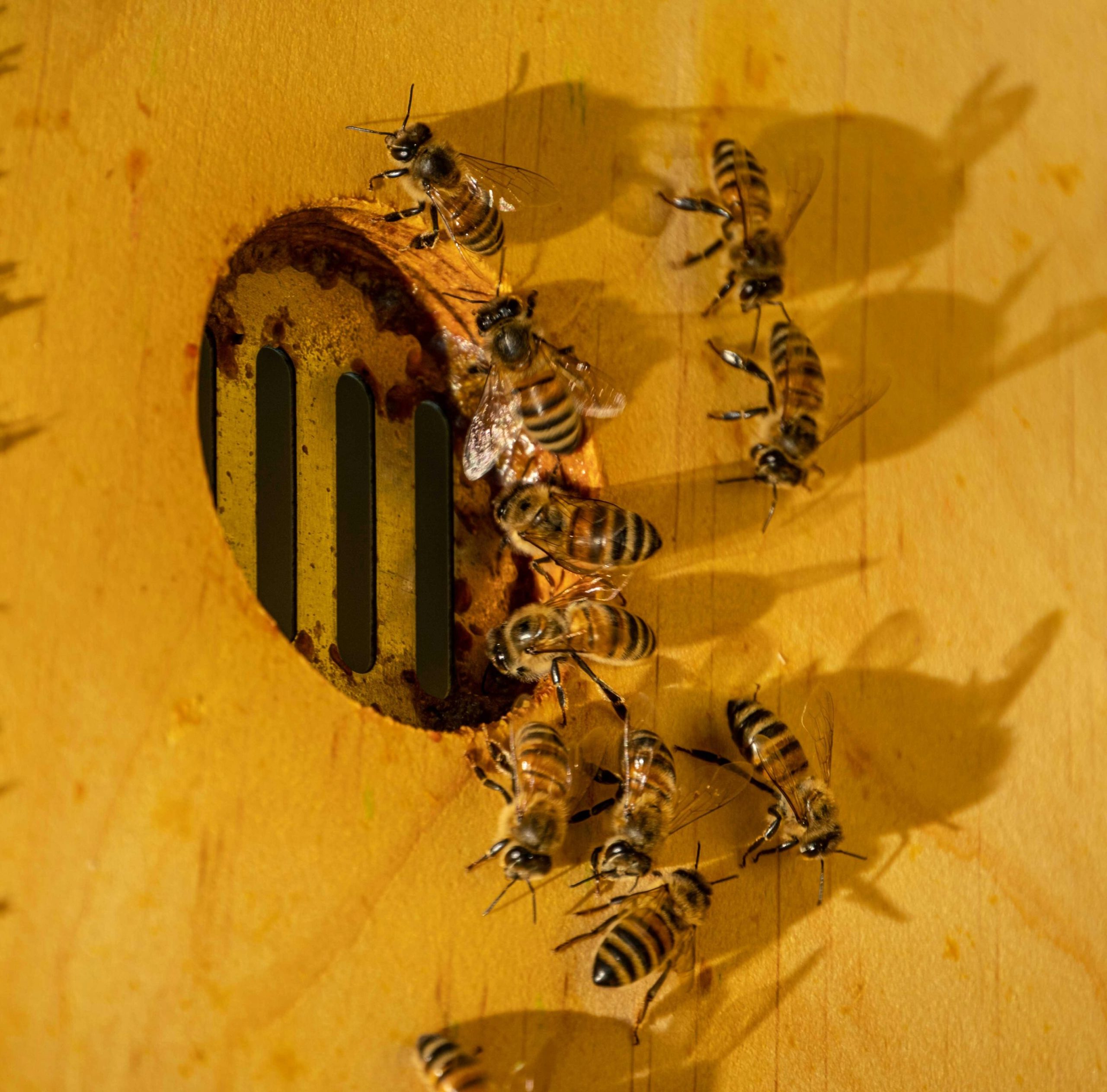 Read more about the article Selekcija odgajivanja matica Kraljevo – PČELICA STOJANOVIĆ